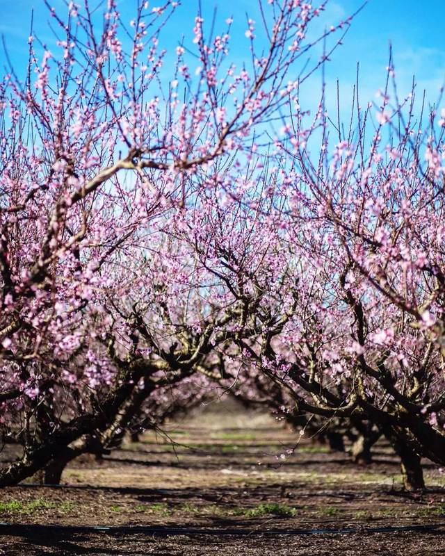 六合桃花岛的桃树有万亩之多, 桃树的品种也不尽相同, 桃花树下有时