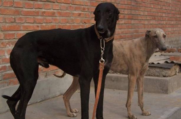 康熙大帝的护卫犬河北细犬