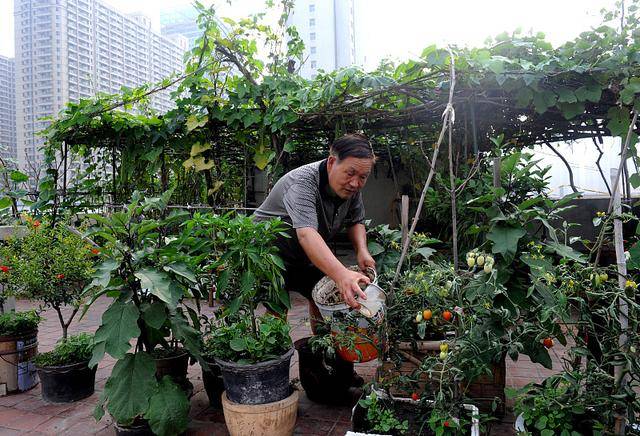 阳台种菜没有土壤和肥料?试试这样做,轻松搞定土壤,肥料问题