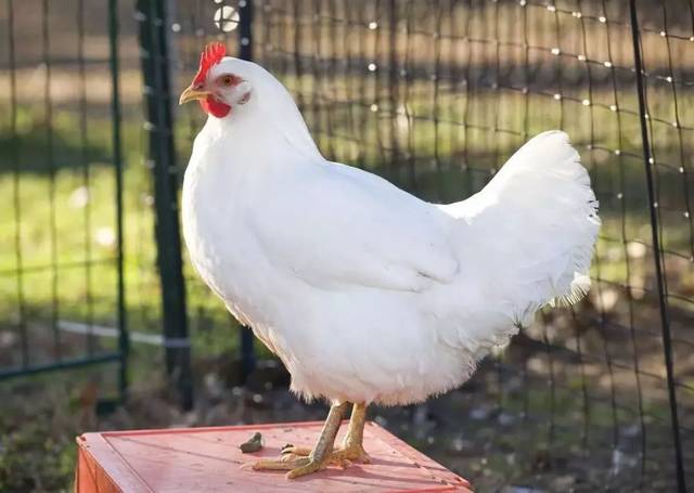 【吃货团】散养白羽鸡 零激素添加 农家走地散养 新鲜健康营养到家