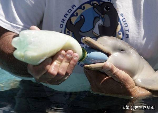生活在海洋中的鲸鱼如何给宝宝喂奶?