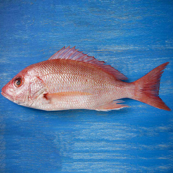 海水鱼鲷类的肉味鲜美,是一种极受欢迎的食用鱼,像金眼鲷,刺尾鱼等