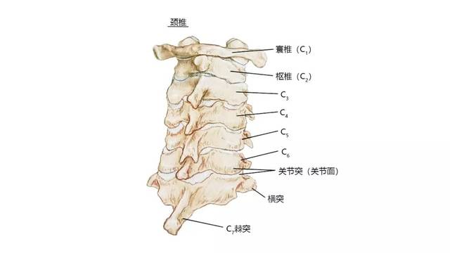 【收藏】27张高清解剖图—头,面,颈部骨骼及肌肉
