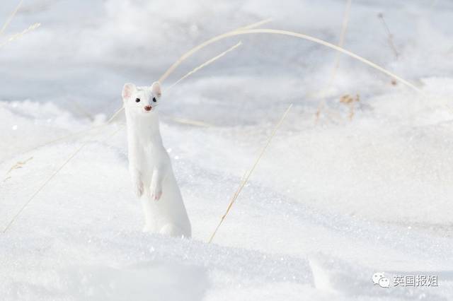 雪地精灵,最萌捕手,这个小家伙就是动物界的颜值担当!