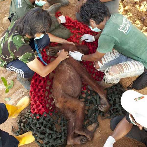 母猩猩死守于树上不肯离开,背后的现实残酷,会让你愤怒与心碎!