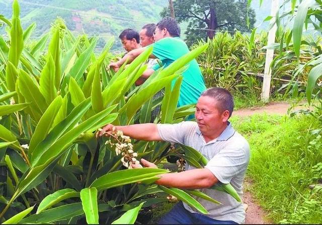 "假砂仁",还要流通多久?