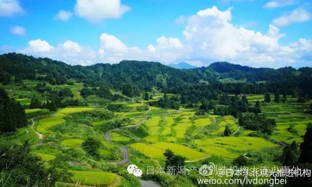 日本旅游景点巡礼:新潟县十日町市松代地区的梯田