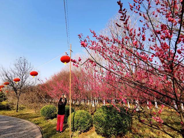 2020年的春天来了,洛城花开,春光肆意!
