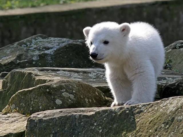 人们发现了这两只可怜的小北极熊,将它们救了起来悉心照料,可惜其中有