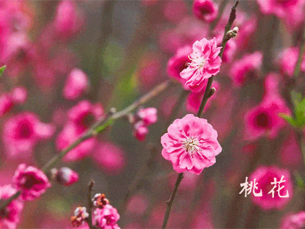 今日惊蛰|春暖花开在眼前