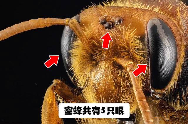 蜜蜂一只复眼约由5000个小眼组成,每一个小眼都有一套集光系统和