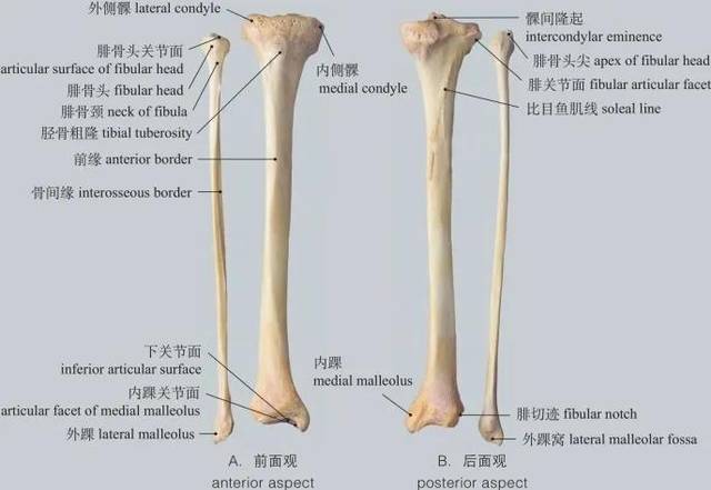 图1-40 胫骨和腓骨 tibia and fibula