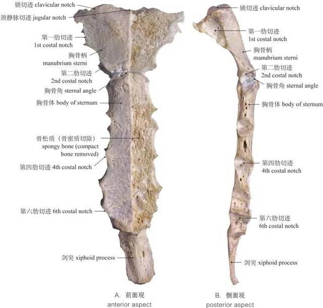 图1-10 胸骨 sternum