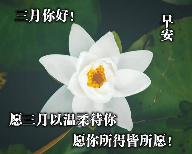 三月早晨好祝福语带图片 三月唯美的早安图片表情大图