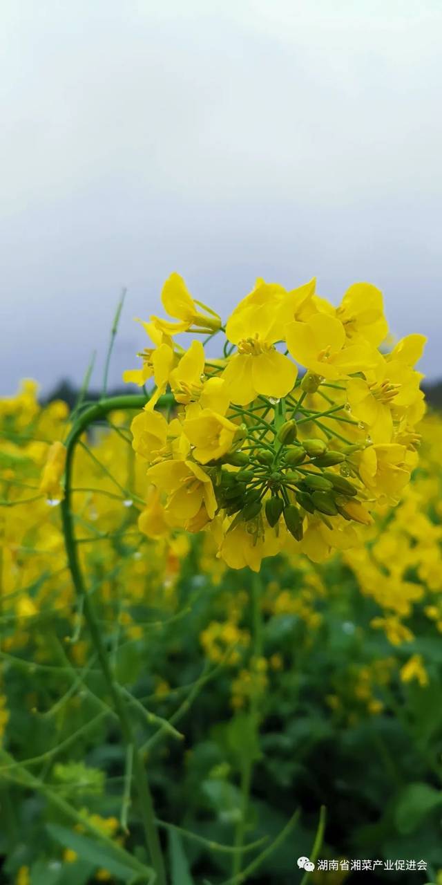 3月7日上午,春风细雨,寒意依旧,油菜花香,田地里一片生机盎然.