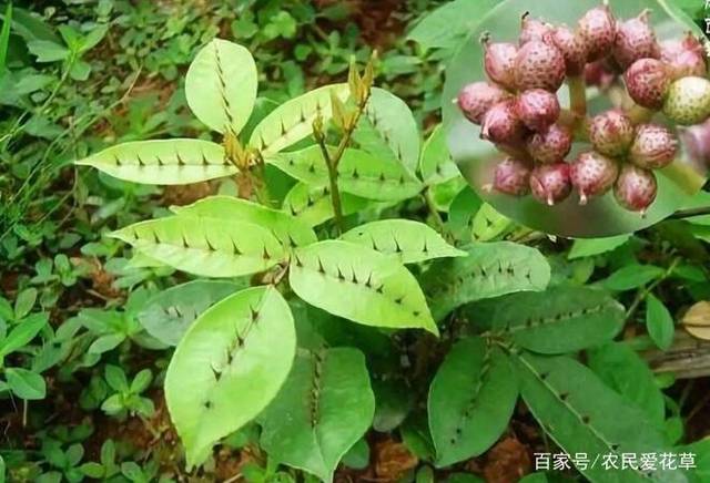 1种植物,人称"两面针",是"风湿痛,牙痛"良药,看到别砍