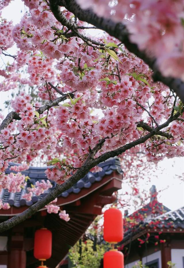 晴川阁的樱花树干比较粗,枝型美且花瓣密,不过规模比较小,所以没有很