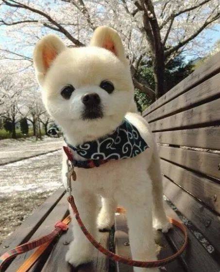 出生于日本的千叶县, 是一只小公狗,品种是英系博美犬
