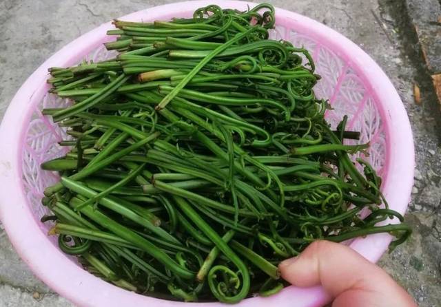 最近这些野菜在南宁大量上市,很多人都爱吃!你吃过吗?