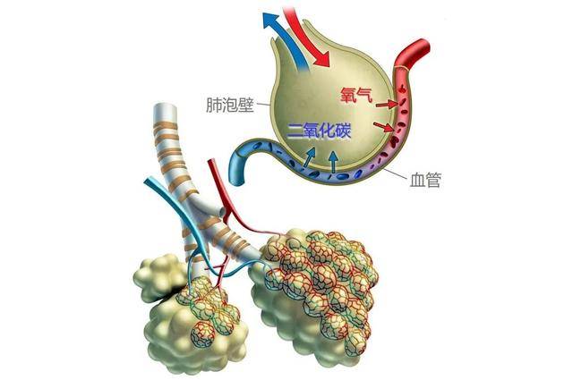 肺泡被毛细血管环绕,每次呼吸,流经周围的血液一边从肺泡取走新鲜氧气