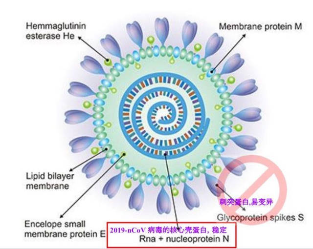 动察|新冠病毒有"72变" t 细胞疫苗有"火眼金睛"