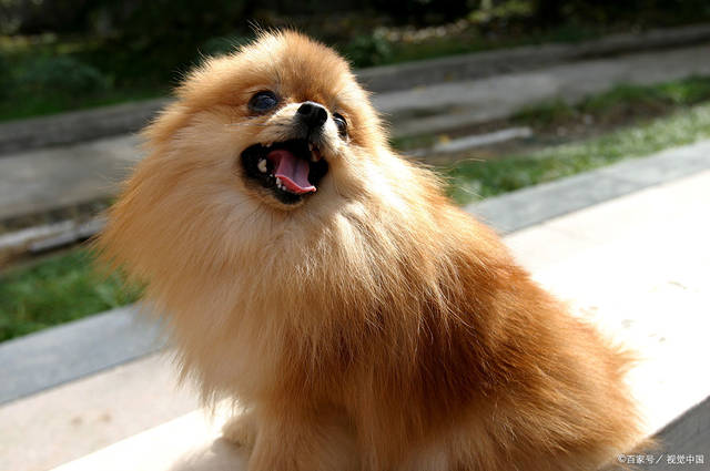 到处乱咬,这其实就是博美犬牙齿出现了疼痛或者发痒的现象,所以才会有