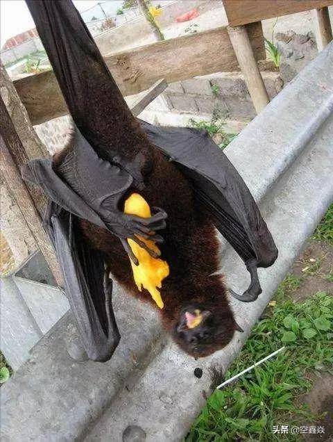 世界上最大的蝙蝠(可怕)