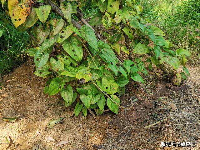 种植的脚板薯要想产量更高,品相更好,掌握这些种植细节是关键