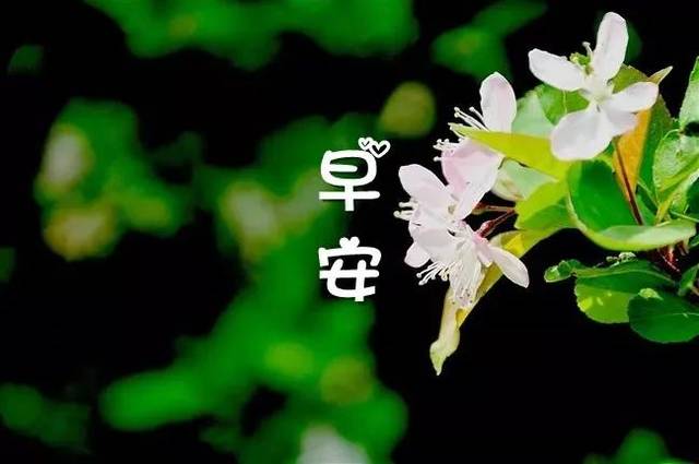 朋友圈清早早上好问候图片带字温馨,早晨美好祝福送给