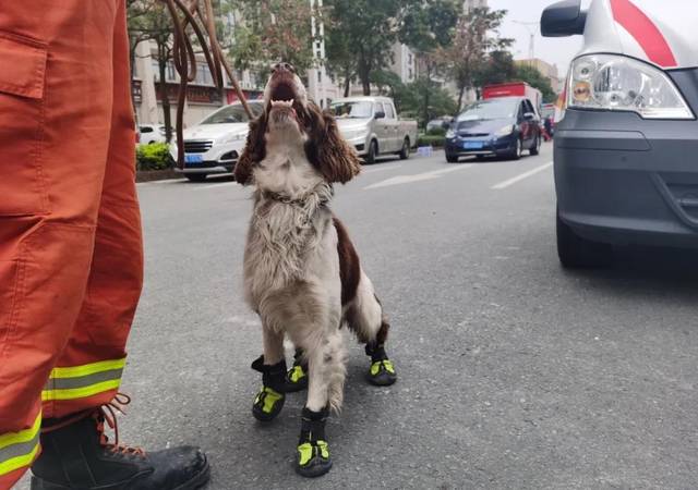 泉州搜救犬贝贝救出3人后四肢感染,网友质疑:给搜救犬