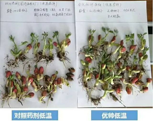 抗疫助农公益行中化优帅03种衣剂选对很关键就是你想要的优和帅