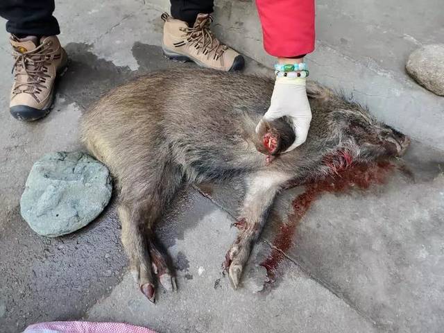 武义县森林公安局接到群众举报称 三港乡三港村有村民非法猎捕野猪