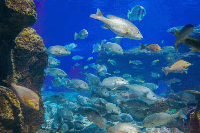 深海隧道展区 更显深海静谧之美 ▽ 海底世界的镇馆之宝—  海龟 正在