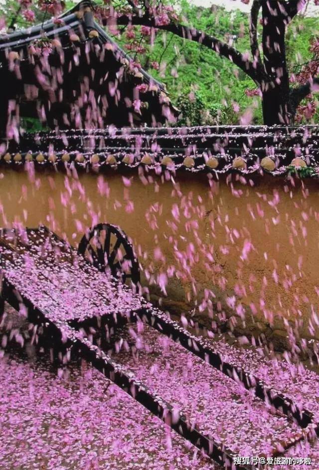 正是江南好风景,落花时节又逢君