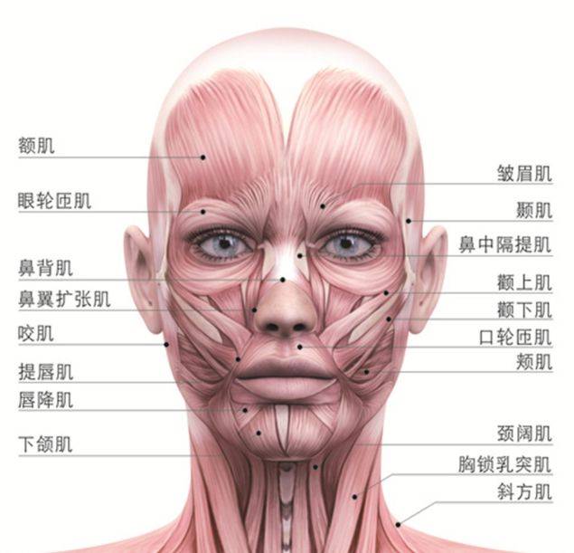 人的脸部肌肉,除了眼周,嘴周肌肉走向是成圈状的,其它部位则成一定