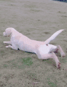 搞笑gif:本想钓个鱼,结果被鱼钓了_手机搜狐网