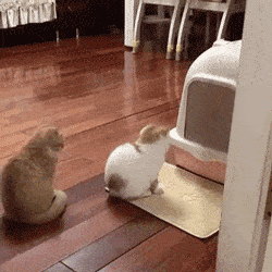 猫猫排队上厕所时大橘强势插队,网友:吃得多拉得多?