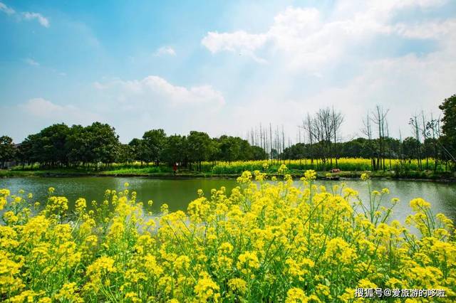 安徽油菜花图片,灵山,歙县_大山谷图库