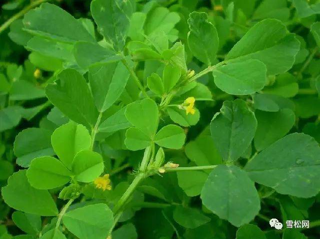 五十种可食用野菜:爽口,美味,祛病健身 上篇