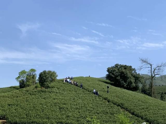 茶山产区 安吉白茶茶树生长在森林覆盖率70%以上的天目山北麓,茶园间