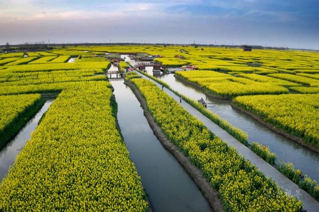 原创徜徉兴化油菜花海 醉美千垛金黄水乡