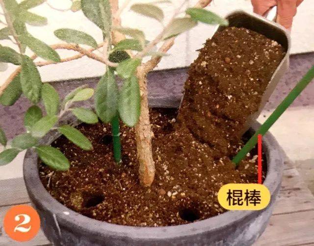懒得为植物换土?超简单神奇的"钻头松土法"为你解忧