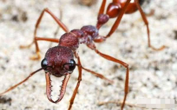 假如把蚂蚁放大至10000倍,是否能主宰地球?答案让人难以置信!
