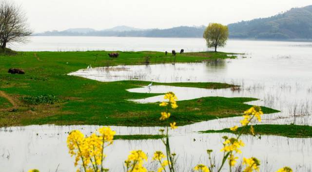 龙山湖湿地公园惊现鱼!