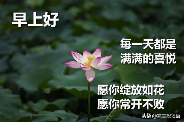 最美早安问候图片鲜花带字 最新早上好问候语图片带字