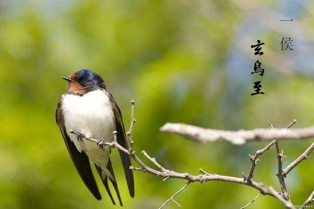 今日春分|我在茶乡花海景区拥抱这最温暖的春天