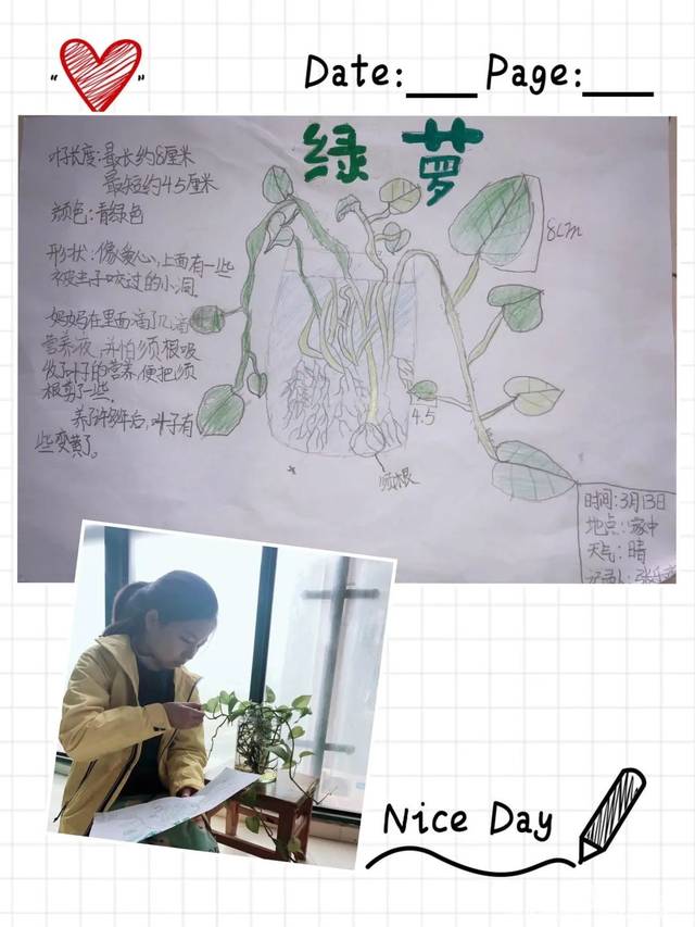 别样"宅家研学" 记录植物成长印记 | 魅力校园