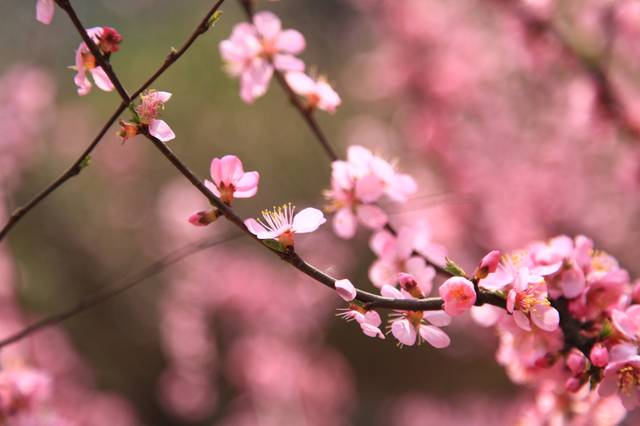 今日春分!河北这些地方桃花杏花樱花……都开了,美成一首诗