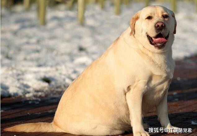 不过拉布拉多犬很容易肥胖,建议主人一定要控制好它的喂食量!