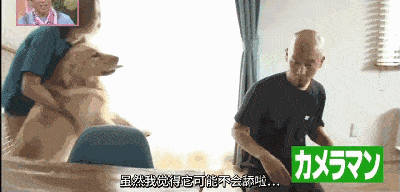 活久见,狗狗舔光头舔上瘾了,不让舔还生气_手机搜狐网